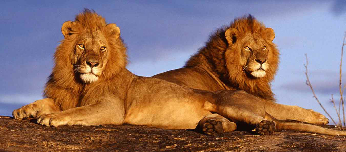 Kenya Wildlife Extravaganza Copy